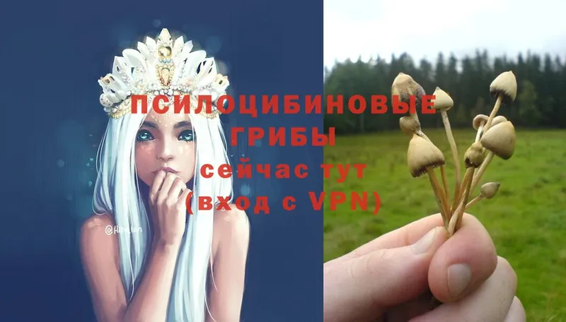 Псилоцибиновые грибы MAGIC MUSHROOMS  наркотики  Верея 